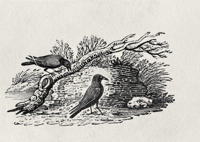 Krähen (Corvus corone corone) aus der 