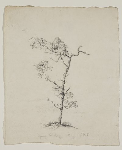 Junger Hickory von Thomas Cole