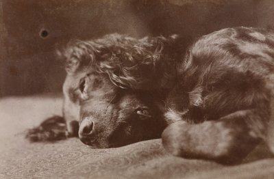 Boyce, Porträt eines Setterhundes von Thomas Eakins