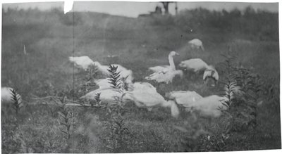 Gänse an der Stelle des Netzflickens, Gloucester, N.J., 1881 von Thomas Eakins