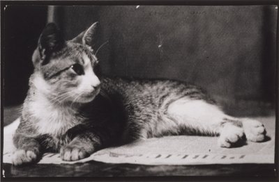 Die Katze von Mrs. Thomas Eakins von Thomas Eakins