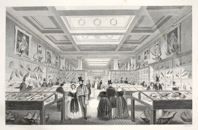 British Museum, Zoologische Galerie, aus 