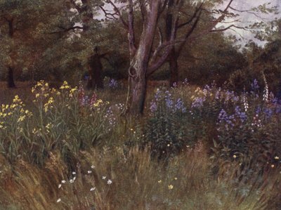Kew Gardens: Wildblumen in den Buchenwäldern von Thomas Mower Martin