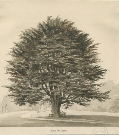 Ingestre - Zedernbaum von Thomas Peploe Wood