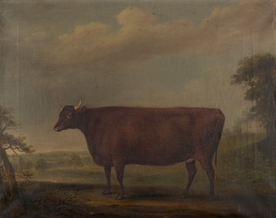Rote Devon-Kälber in der Landschaft von Thomas Weaver