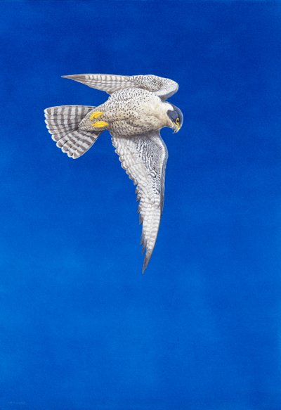 Wanderfalke von Tim Hayward