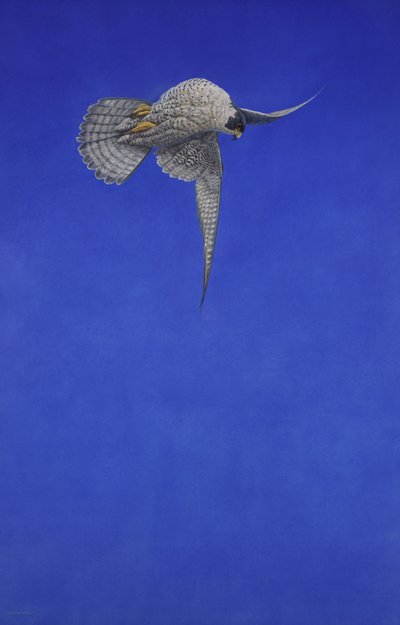 Der Korkenzieher-Stoop; Wanderfalke von Tim Hayward