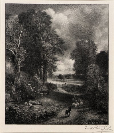 Kornfeld von Timothy Cole