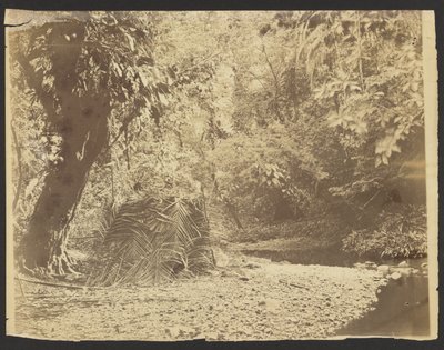 Dschungelszene: Ansicht einer Hütte aus Palmwedeln, Isthmus von Darién (Panama) von Timothy H. OSullivan
