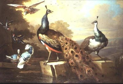 Pfau und Pfauenhenne in einer Landschaft von Tobias Stranover