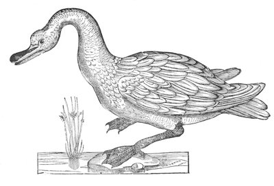 Ornithologiae hoc est de avibus historiae libri XII von Ulisse Aldrovandi