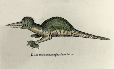 Darstellung eines Meeresdrachen. Tafel eines Naturgeschichtsmanuskripts von Ulisse Aldrovandi (1522-1605) über Monster von Ulisse Aldrovandi
