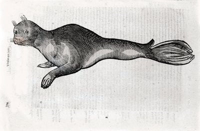 Darstellung einer Robbe. Platte illustriert aus einem Manuskript der Naturgeschichte von Ulisse Aldrovandi (1522-1605), Ulisse Aldrovandi Fonds, Universitätsbibliothek Bologna, ed. 1603. von Ulisse Aldrovandi