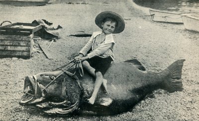 Ein fischiges Ross! - Ein Schwarzer Seebarsch - Gewicht 363 Pfund, 1901 von Unbekannt