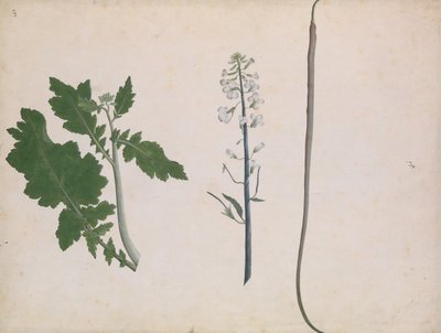 Ein Rettichpflanze, Samen und Blume von Unbekannt
