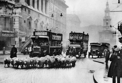 Eine Schafherde auf dem Strand, London, 1926-1927 von Unbekannt