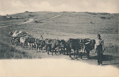 Ein typischer Ochsenwagen - Südafrika, frühes 20. Jahrhundert von Unbekannt