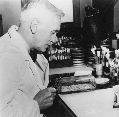 Alexander Fleming, schottischer Bakteriologe in seinem Labor, 1930er von Unbekannt