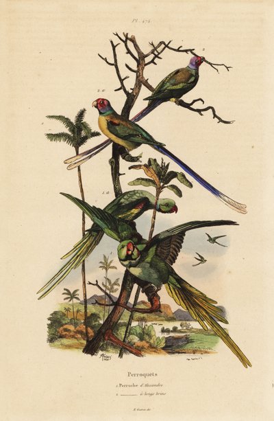 Alexandrinensittich und Langschwanzsittich von Unbekannt