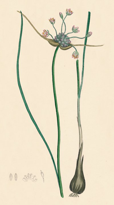 Allium oleraceum, var. genuinum. Feldknoblauch, var. a, 19. Jahrhundert von Unbekannt