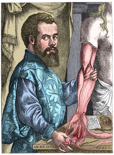 Andreas Vesalius, flämischer Anatom des 16. Jahrhunderts von Unbekannt