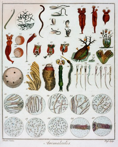 Tierchen beobachtet von Anton van Leeuwenhoek, um 1795 von Unbekannt