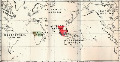 Anthropoidea - Hylobates Rot, Simia Blau, Gorilla Braun, Anthropopithecus Grün, 1897 von Unbekannt