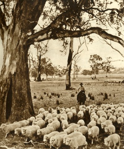 Australien - Ein Viehtreiber mit einigen seiner Schützlinge auf einer Schafstation im Staat Victoria, ca. 1948 von Unbekannt
