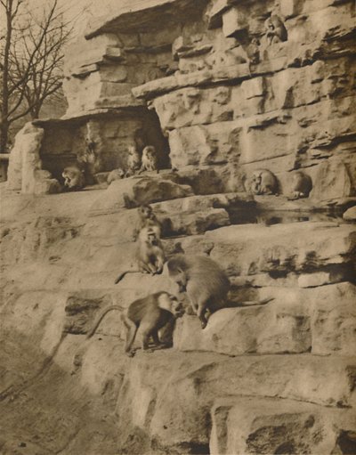 Paviane in ihrer natürlichen Umgebung auf dem Affenhügel, um 1935 von Unbekannt
