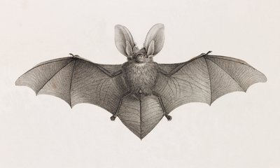Fledermaus mit großen Ohren, Fledermäuse in Ägypten von Unbekannt