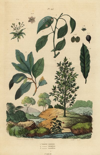 Lorbeer, Kampferbaum und Sassafras von Unbekannt