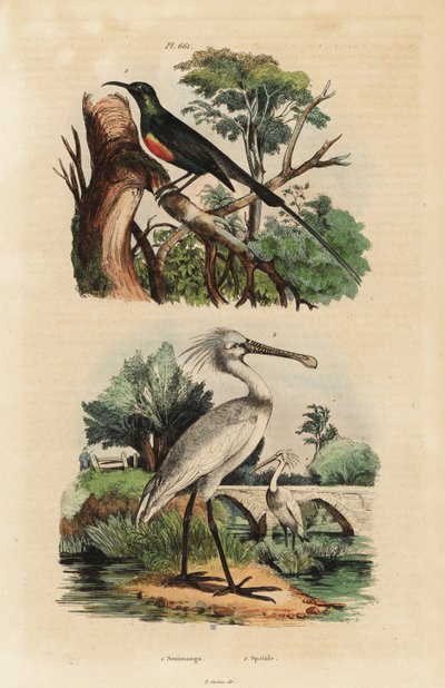 Schönsonnenvogel, Cinnyris pulchella, und Löffler, Platalea leucorodia von Unbekannt