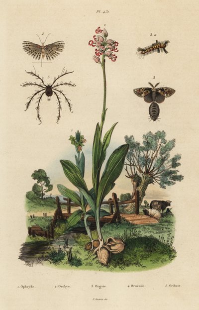 Bienen-Ragwurz, Affen-Knabenkraut, Rostige Flechtenbär, Zwanzig-Feder-Motte und Oribata geniculata Milbe von Unbekannt
