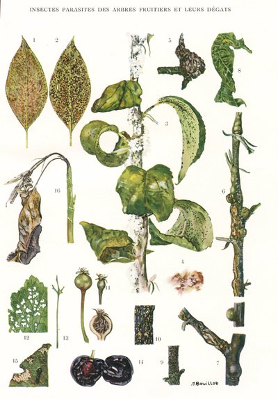 Botanische Tafel/Obstbaumparasiten von Unbekannt