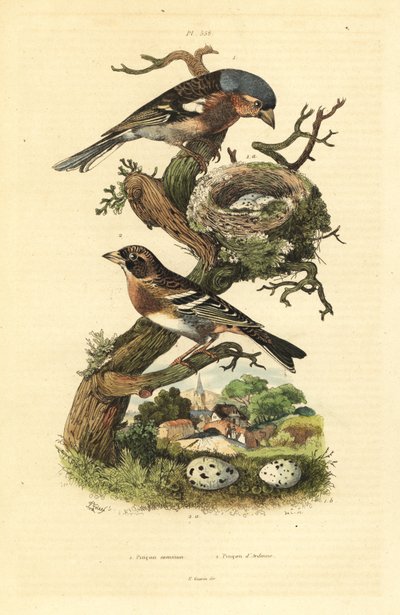 Buchfink, Fringilla coelebs, Nest und Eier, und Bergfink, Fringilla montifringilla mit Eiern von Unbekannt