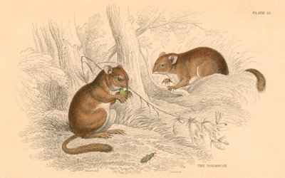 Haselmaus Muscardinus arvellanarius, Winterschlaf haltendes Nagetier, 1828 von Unbekannt