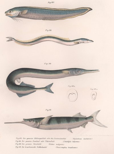 Gemeiner Schlangenfisch. Gemeiner Sandaal. Gemeiner Hornhecht. Brasilianischer Halbschnabel, ca. 1850er von Unbekannt