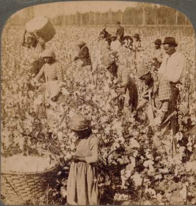 Baumwolle ist König - Plantagenszene mit Arbeitern. Georgia, ca. 1900 von Unbekannt