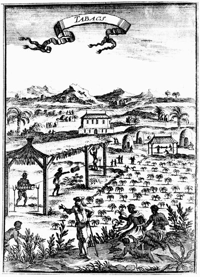 Tabakanbau und -verarbeitung in Westindien mit Sklavenarbeit, 1686 von Unbekannt