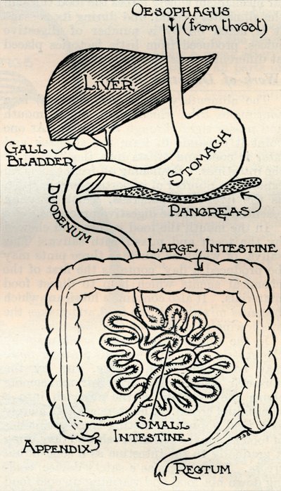 Diagramm des Verdauungstrakts, der den Körper durchquert, ca. 1934 von Unbekannt