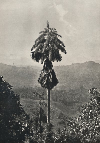 Die Talipotpalm Corypha umbracalifera in Blüte, 1926 von Unbekannt