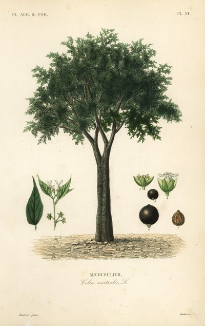 Europäischer Zürgelbaum, Mittelmeer-Hackbeere, Lotebaum oder Honigbeere, Celtis australis von Unbekannt