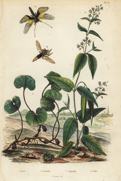Europäischer Wild-Ingwer, Libelloides longicornis, Seidenpflanze, und Hornissen-Raubfliege. Asaret, Ascalaphe, Asclepiade, Asile von Unbekannt