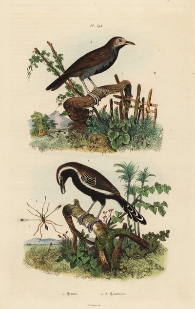 Feenfliege, Südlicher Weißfransen-Ameisenvogel und Schwarzkehl-Ameisenvogel von Unbekannt