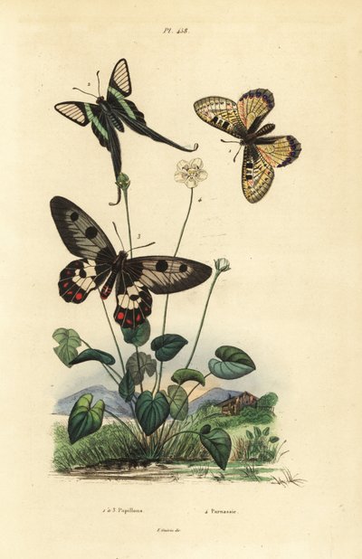 Falscher Apollo, Archon apollinus 1, Weißer Drachenschwanz, Lamproptera curius 2, und Klarsicht-Schwalbenschwanz, Cressida cressida 3, Sumpf-Herzblatt, Parnassia palustris 4 von Unbekannt