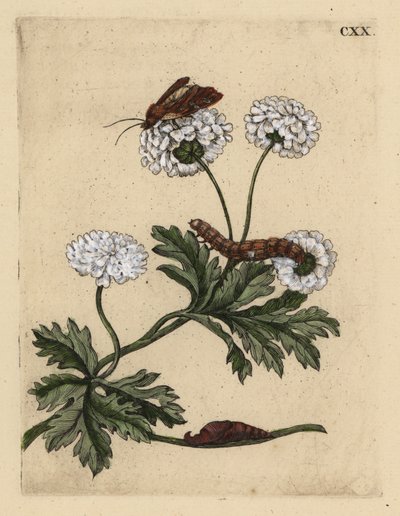Mutterkraut, Tanacetum parthenium, mit Motte, Raupe und Puppe von Unbekannt