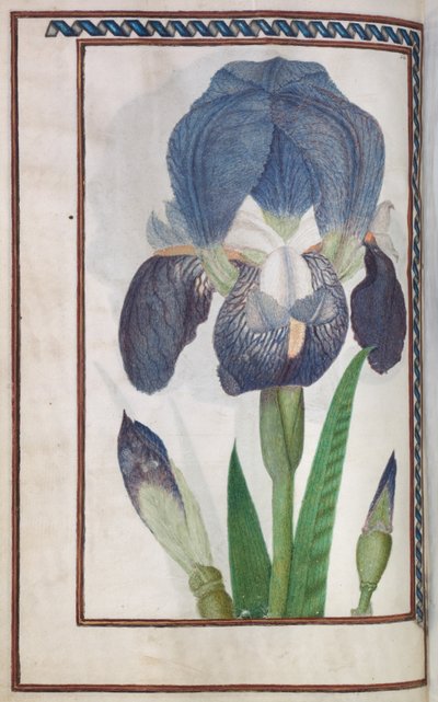 Florilegium: Seite 14 verso blaue und weiße Iris, 1608 von Unbekannt