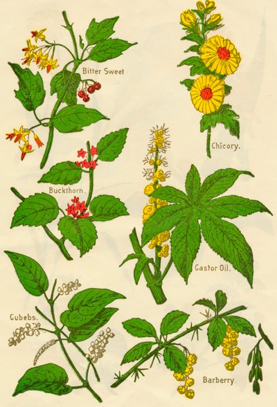 Blumen: Bittersüß, Faulbaum, Kubeben, Chicorée, Rizinus, Berberitze, ca. 1940 von Unbekannt