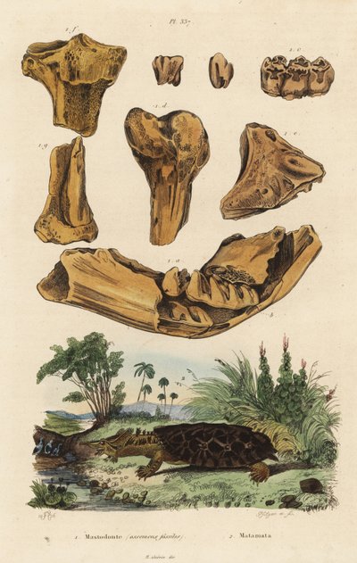 Fossile Knochen eines ausgestorbenen Amerikanischen Mastodons, Mammut americanum, und Mata Mata, Chelus fimbriata von Unbekannt