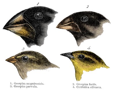 Vier der von Darwin auf den Galapagos-Inseln beobachteten Finkenarten von Unbekannt